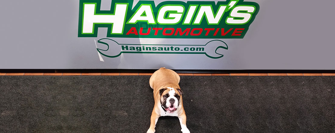Dog posed in front of company logo | Hagin's Automotive